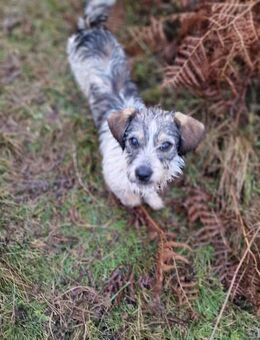 Kuschelherz Bailey sucht ihr Happy End - Großefehn