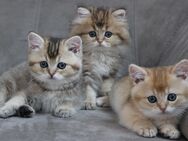 BKH - Kitten - Speyer