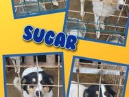 Tolle Sugar sucht neues zuhause! - Nürnberg