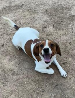 HANDY - ein GANZ besonderer Hund - Dänischenhagen