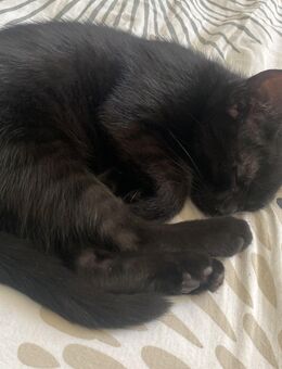 Bombay kitten Suchen liebevolles Zuhause - Salzgitter