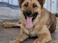 Sansa vermisst Liebe & Zuwendung - Koblenz