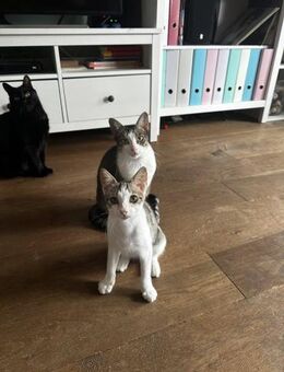 Sonnenschein Terra - Lauda-Königshofen