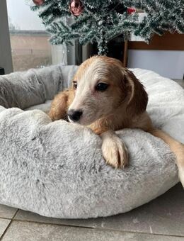 🩷Melissa🩷sucht ihr großes Glück🐾🩷 - Freilassing