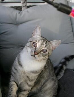 Moody und Fury Piratenkinder - Hochheim (Main)