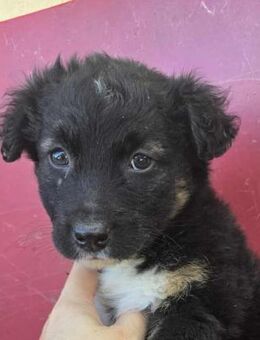 Malin - ausgesetzt - Dreikirchen