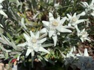 Edelweiß Edelweiss Edelweis Edel weiß weis Blume Samen Alpen echt Edelweißsamen seltene Bergblume garden heimisches Saatgut saat flower Sonne SWR Ostern Vatertag Idee - Pfedelbach