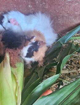 Meerschweinchen Lunkarya Babys - Mosbach