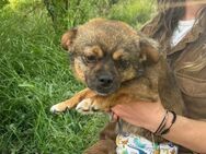 Rex; bewegungsfreudiger Handicap-Hund - Geilenkirchen