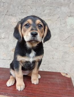 Hübsche Ayra sucht Traumzuhause - Berlin