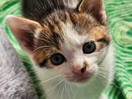 Maikätzchen Kitten Katze Babykatze - Bassum