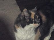 Katze Maine Coone Mischling - Ruhla