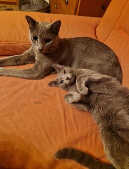 3 x Russisch Blau Katzen Es gibt auch einen Stammbaum und eine Zucht Freigabe - Langenfeld (Rheinland) Zentrum