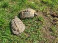 Griechische Landschildkröten Paar von 2008 in 96146