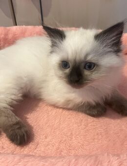 Wunderschöne reinrassige Ragdoll Kitten - Walsdorf (Bayern)