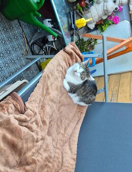2 Katzen Mädchen zugeben. - Hettingen Zentrum