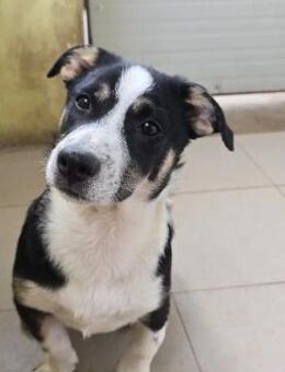 ELLIOT - bezaubernder, kleiner Rüde - Kallmünz