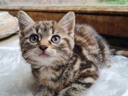 Katze - 12 Wochen - Weilerswist