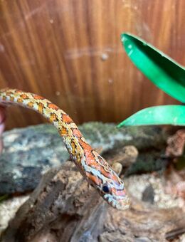 Kornnattern (Pantherophis guttatus) abzugeben - Cham