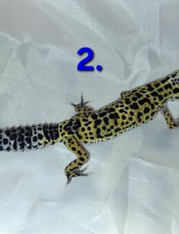 Leopardgecko - Naumburg (Saale)