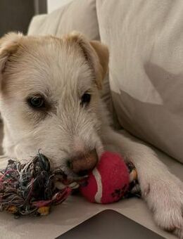 ❤️🐶 Schmusebacke Junghund Keno❤️ - Eislingen (Fils)