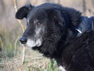 Buddy, ruhiger Senior, ca. 8 Jahre - Vaterstetten