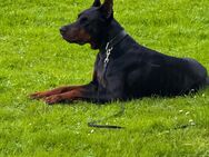 Liebevolles Zuhause gesucht für unseren Dobermann - Bielefeld Gadderbaum