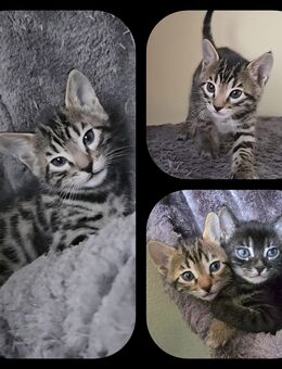 Bengal kitten mit Stammbaum( Silber-Charcoal) - Ingolstadt