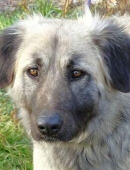 Hundelady SONJA - Gefrees