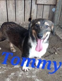 Tommy sucht einen Platz als Prinz - Waakirchen