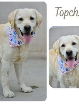 Topcho - Wendelstein