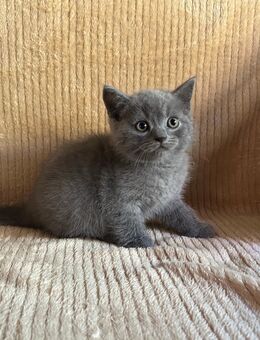 BKH Babykatzen - Homburg