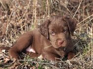 Labrador-Boxer Mix - Fuchsmühl