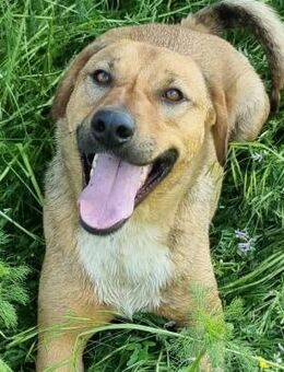🆘NOTFALL Goldschatz Aiko 🐶 - Eislingen (Fils)