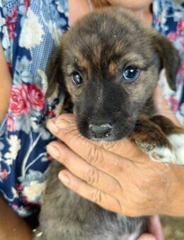 Kleines Hundemädchen - Familienhund - Schlitz