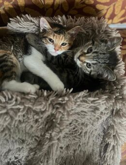Bkh Mix Kitten - Oststeinbek