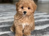 MaltiPoo Welpe (Rüde) gesucht. - Schwabmünchen