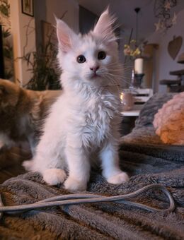 Reinrassige Maine Coon XXL Kitten Kätzchen Katzen Babys sanfte Riesen hörend - Delitzsch