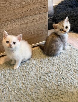 BKH Kitten Nur noch 2 Stück (Abgabebereit) - Bremen