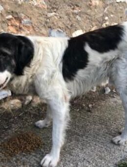 Maximos, der Liebling der Dorfkinder - Mettmann