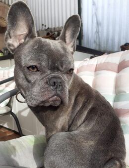 Französisch Bulldogge (weiblich) aus gesundheitlichen Gründen abzugeben - Weisenbach