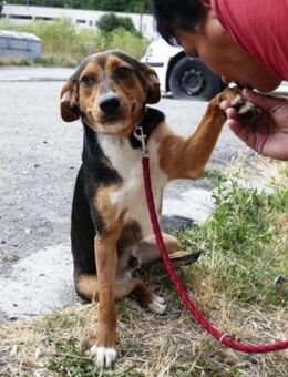 Mori ist so liebenswert und ruhig! - Karben