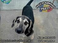 PRIEST - eat, play, love - Waakirchen