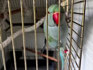 Halsbandsittich Vogel - Lampertheim