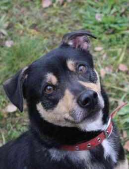 Erwin su. ein geduldiges Zuhause - Neuhausen (Spree)