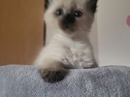 Siamkatze Kitten - Weiherhammer