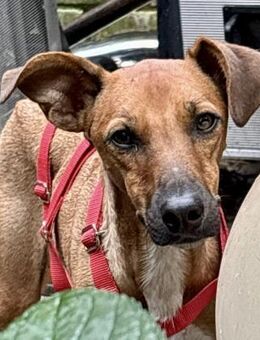 Miki, gut sozialisiert, agil, verspielt - Westerholt