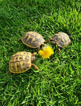 Griechische Landschildkröten Nachzuchten 2024 - Altendorf (Regierungsbezirk Oberfranken)
