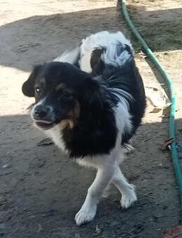 Babsi - freundlich und verträglich - Westerholt