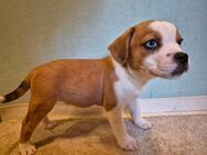 Abgabebereit! Mini Australian Shepherd x Französische Bulldogge Welpen